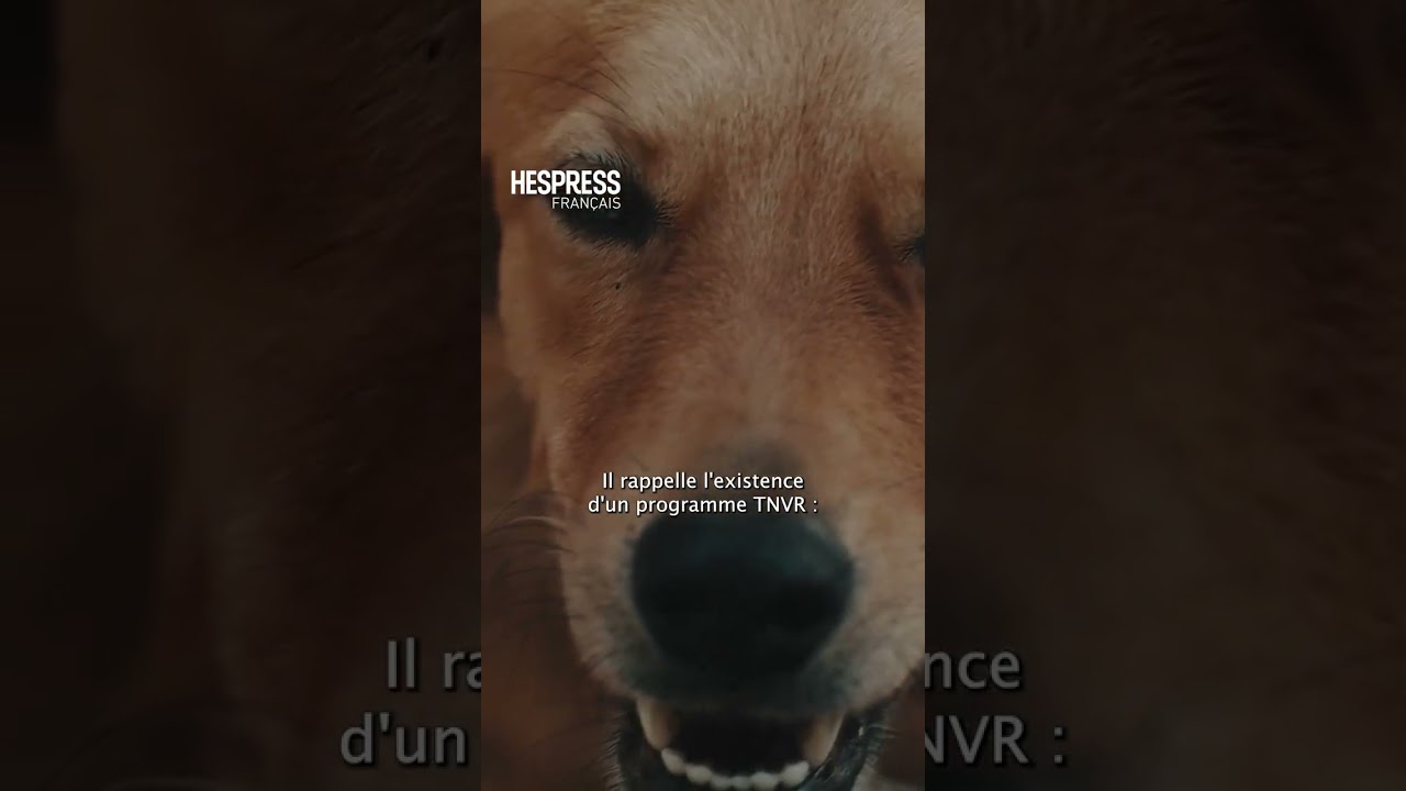 Maroc : Massacre des chiens errants avec la Coupe du monde ?