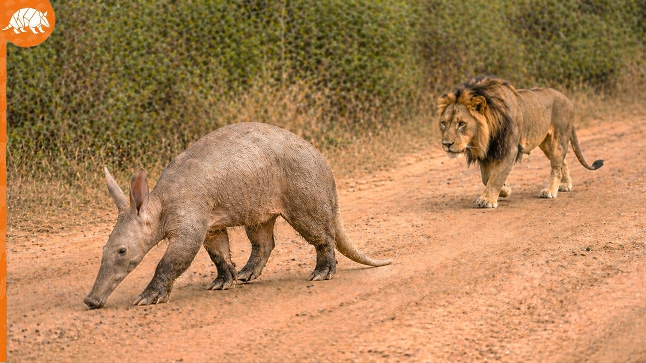 Ce lion a fait une ÉNORME erreur en attaquant l'orictérope… Il a payé le prix fort !