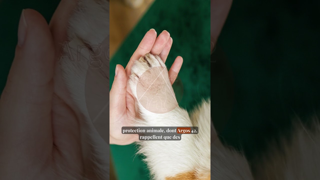 3 millions de chien massacrés pour la coupe du monde 2023