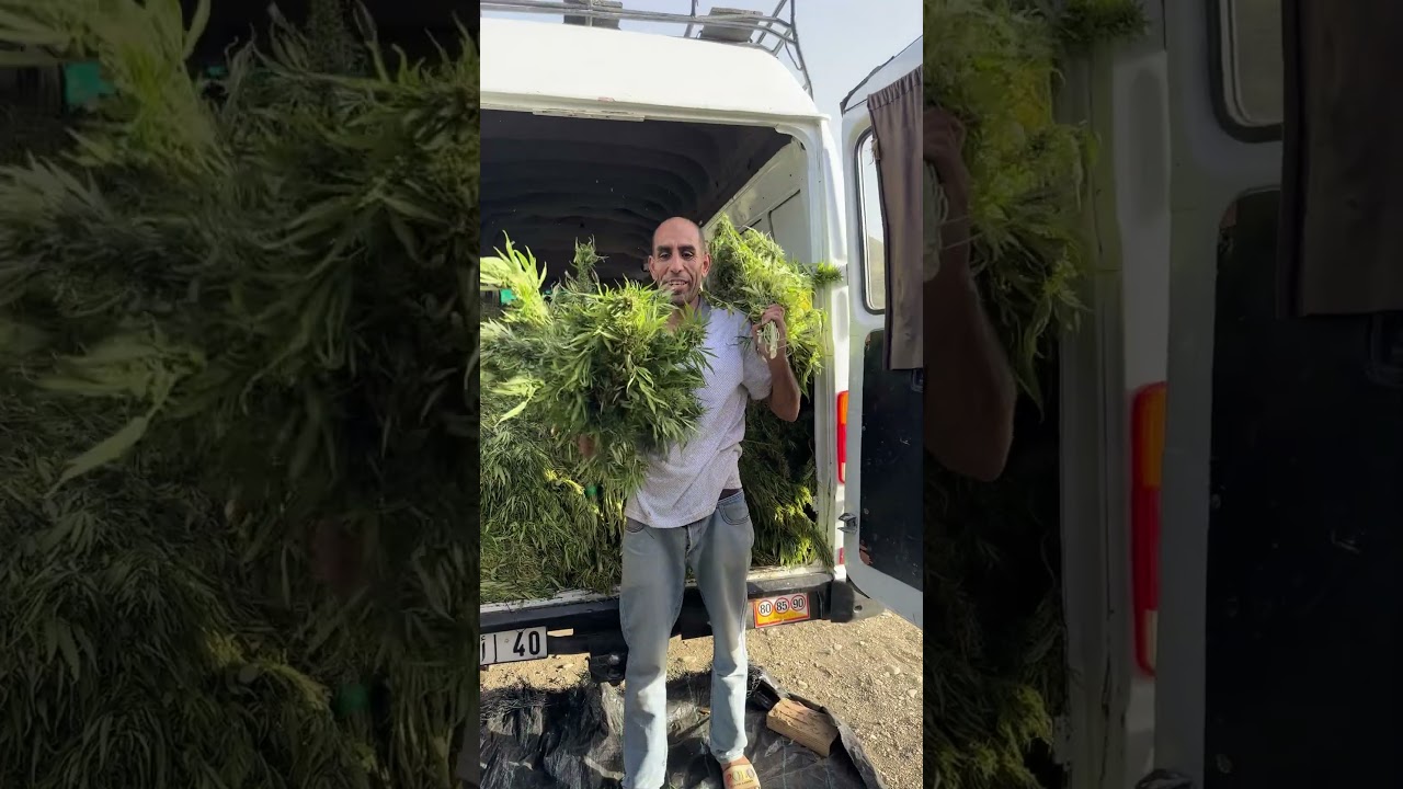 MOROCCOCANNA - CANNABIS MAROC - LE MAROC À L'ORIGINE, LA QUALITÉ EN ESSENCE.