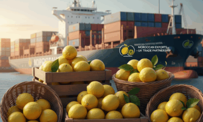 le maroc atteint un nouveau record en exportant pour un million de dollars de citrons vers le royaume-uni, renforçant sa position sur le marché international.